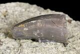 Jurassic Crocodile (Goniopholis?) Tooth - Colorado #152096-1